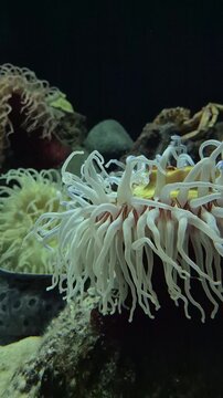 Close-up cinematic shot of a white sea anemone with long, delicate tentacles swaying in the underwater current, soft organic motion in a reef environment, peaceful marine life, 4k 60 fps