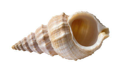 Obraz premium Elegant natural light brown and white spiral sea snail shell showcasing intricate textures