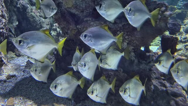 Cinematic close-up of a small school of tropical fish swimming calmly in a coral reef aquarium, realxing background, macro underwater video 4k 60 fps