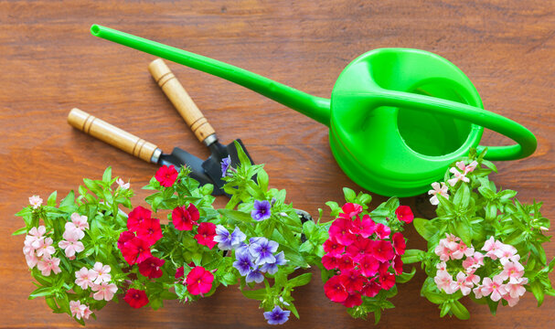 Beautiful multicolor phlox flowers seedlings  (Lat. Phlox) and green watering can on wooden garden table. Spring gardening concept. Growing flowers as a hobby. Top view, close-up, flat lay