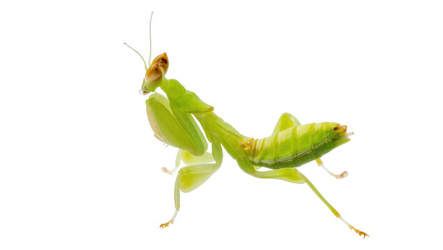 Close up of a vibrant green praying mantis, a beautiful and fascinating predatory insect.