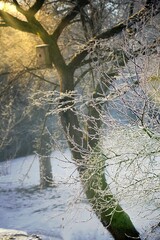 Sad w zimie © Monika