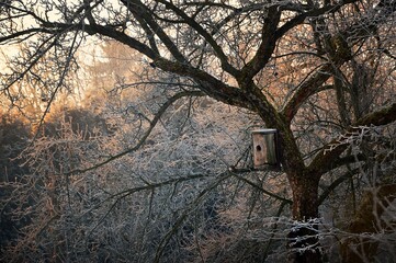 Sad w zimie © Monika