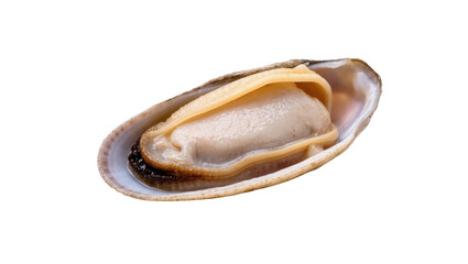 Succulent raw razor clam meat in its natural shell, a delicious seafood delicacy © Ryan