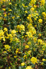 Obraz premium Clustered rapeseed flowers growing in a dense spring field