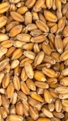 Obraz premium Grainy texture mass of brown wheat seeds, tightly packed