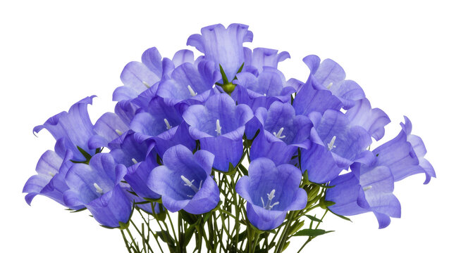 Beautiful vibrant cluster of purple-blue bellflower blooms, fresh garden campanula bouquet