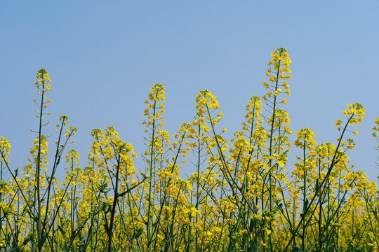 Rapeseed flowers against blue sky in spring minimal natural background