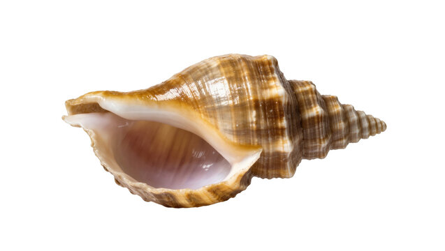 Elegant natural brown and white striped conch seashell with intricate patterns and textures