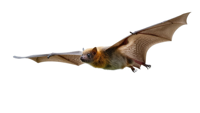 Flying fruit bat or flying fox gliding with outstretched wings in natural flight