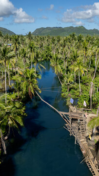 Aerial view of the Maasin River with its famous bent palm tree and a wooden platform surrounded by a dense tropical palm forest