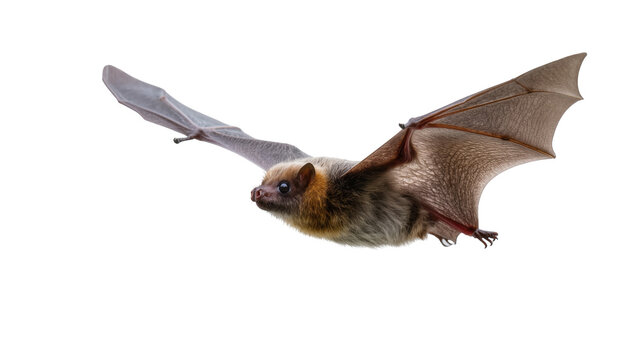 Close-up of a flying bat with spread wings, showcasing detailed fur and membrane structure