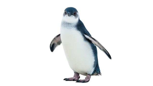Adorable small blue penguin standing upright with flippers slightly open, looking ahead