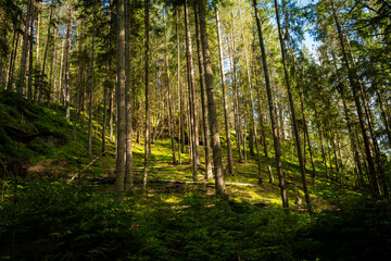 Fototapeta premium Sunlight filter through tall pine trees in a vibrant green forest, creating a serene and timeless natural landscape perfect for evoking peace and natural beauty