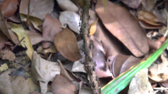 A column of Hospitalitermes termites moves through forest litter. Malacca rainforest.