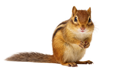 An adorable small eastern chipmunk standing upright on its hind legs looking at camera © Natasha