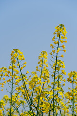 Obraz premium Bright yellow canola flowers blooming against a clear blue sky background, springtime nature scenery