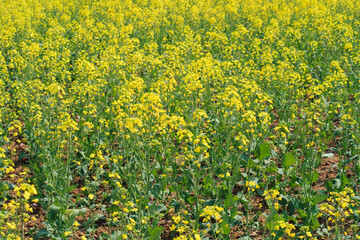 Obraz premium Blooming rapeseed flowers in a wide yellow field in spring