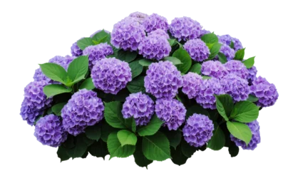 Fotobehang Hortensia Gorgeous cluster of abundant purple hydrangea flowers blooming with fresh green leaves  © Sindre