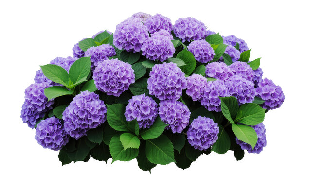 Gorgeous cluster of abundant purple hydrangea flowers blooming with fresh green leaves