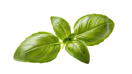 Obraz premium Fresh vibrant green basil leaves, an aromatic herb for cooking and healthy eating