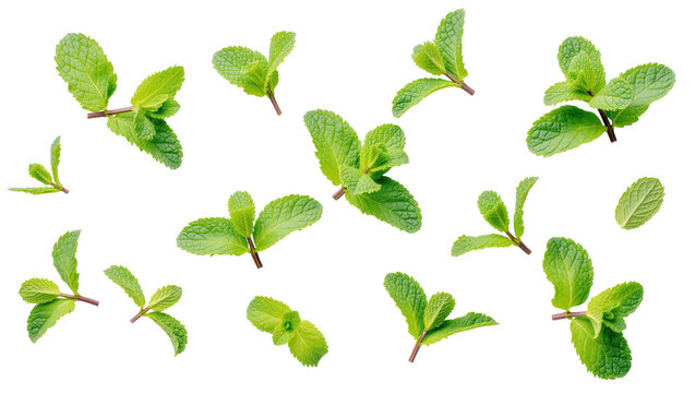 Fresh green mint leaves scattered, vibrant aroma and flavor for cooking and beverages