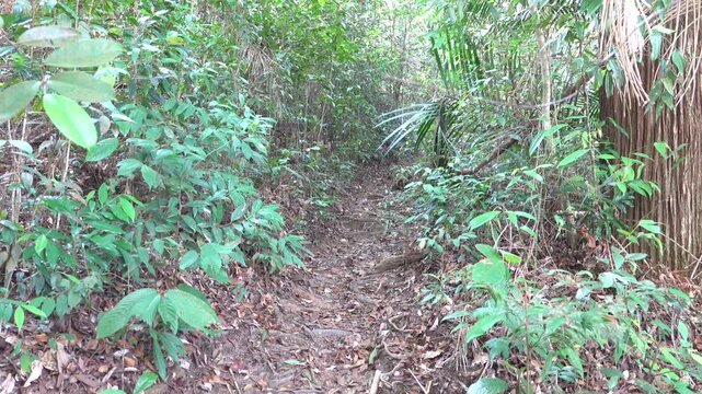 A path in tropical forest and steps made of tree roots. The old Malay trail. A traveler makes his way along path. Sounds of tropical jungle cicadas ringing