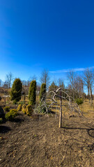 Obraz premium Barren tree stands alone in open field. A barren tree leans in an open field with shrubs and bushes around it under a clear blue sky in early spring.