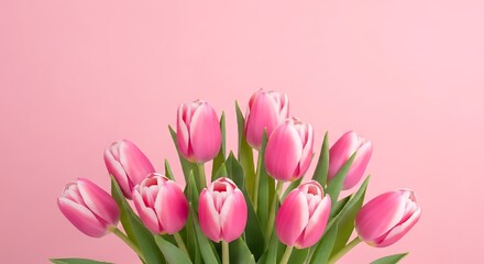 Fototapeta premium Beautiful pink tulips bouquet for mother's day celebration with loving care and appreciation