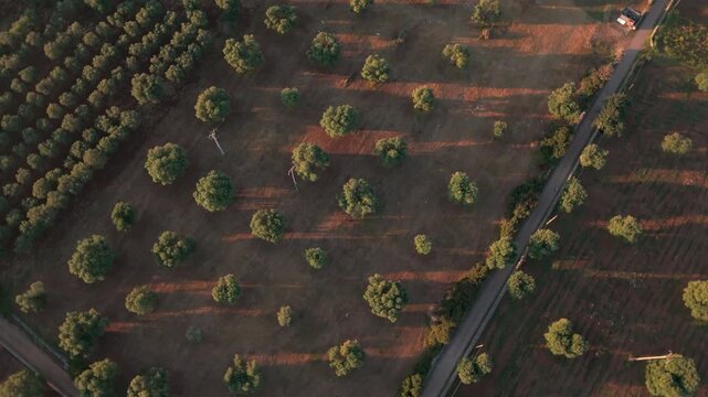 Тhe Heart of Puglia: Drone Footage of Heritage Olive Orchards