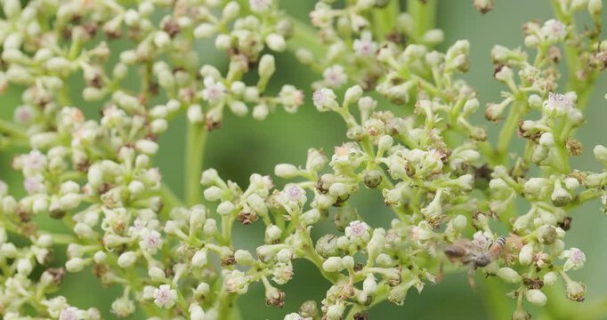 Indian Honey Bee and Dwarf Honey Bee drinking nectar from Leea indica blooms foraging together