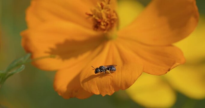 Close-up of a striped small carpenter bee brushing yellow pollen from the body from an orange cosmos