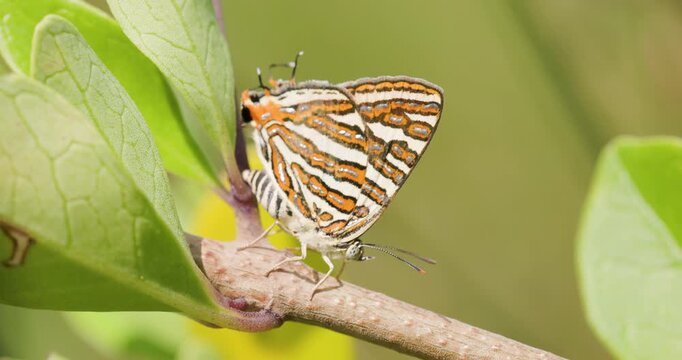 Common Silverline butterfly with silver-beaded wings laying eggs on a plant in slow motion.