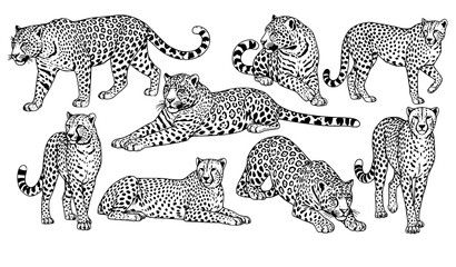 Engraved big cats collection leopard jaguar cheetah detailed ink wildlife illustration vector isolated on white © Sifat