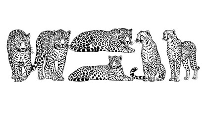 Vintage engraved leopard jaguar cheetah set detailed black and white wildlife illustration vector isolated on white background © Sifat