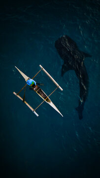 Aerial view of a whale shark swimming next to a traditional outrigger boat with a fisherman in the deep blue water Philippines.