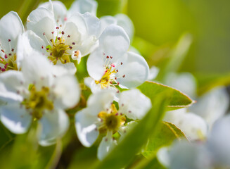 Fototapeta premium closeup apple tree branch in blossom, beautiful natural spring background