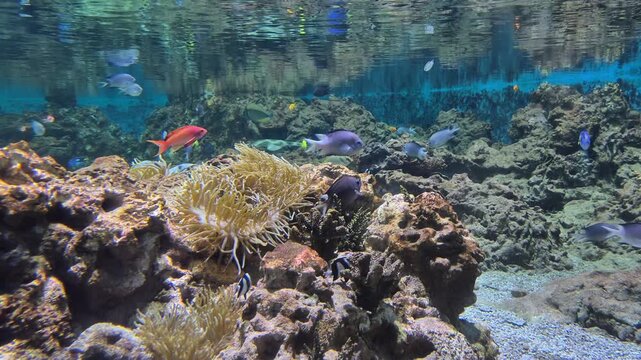 Life in the reef, colorful fish swimming in beautiful reef tankRelaxing underwater landscape background for meditation an relaxation. 4k 60 fps