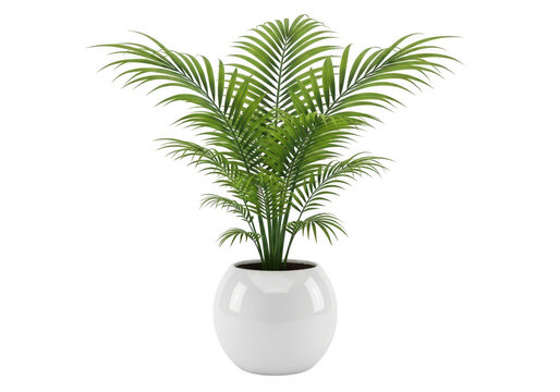Lush green parlor palm plant growing in a rounded white ceramic pot for modern home decoration