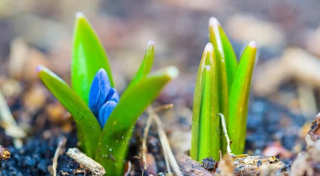 closeup early blue snowdrop flower push through the ground, beautiful spring flower background