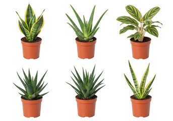 Obraz premium A collection of six distinct indoor house plants potted in simple brown plastic nursery containers