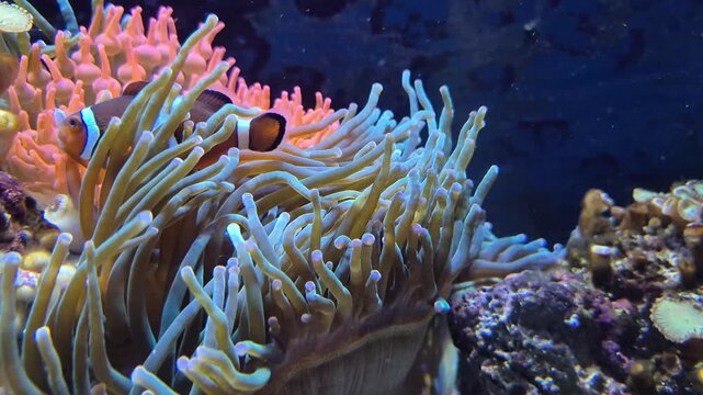 Clownfish swimming in an anemone, in a peaceful aquarium setup, 4K, 60 fps