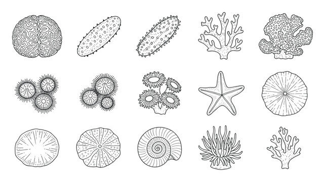 Hand drawn line drawing set of various marine organisms including corals, sea cucumber, starfish, anemone, sea urchin, and shell for educational resources and nature studies