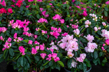 Obraz premium Beautiful Pink and Pale Rose Azalea Flowers Blooming in Flower Pots at Garden Center