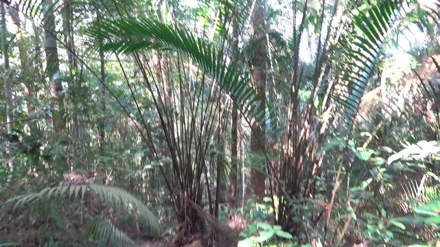 Palm like Metroxylon sagu in the Malacca rainforest. Sounds of tropical jungle cicadas ringing