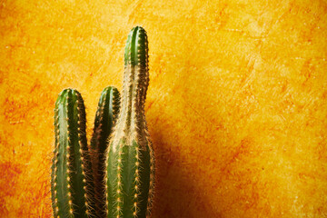 kaktus  © Marcin Łazarczyk