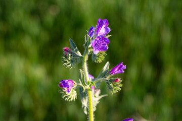 Obraz premium Purple Viper's Bugloss (Echium Plantagineum) Wildflowers Blooming in a Green Field