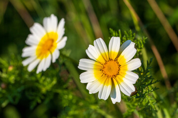Fototapeta premium Beautiful Glebionis Coronaria Flowers with Yellow and White Petals Blooming in Nature