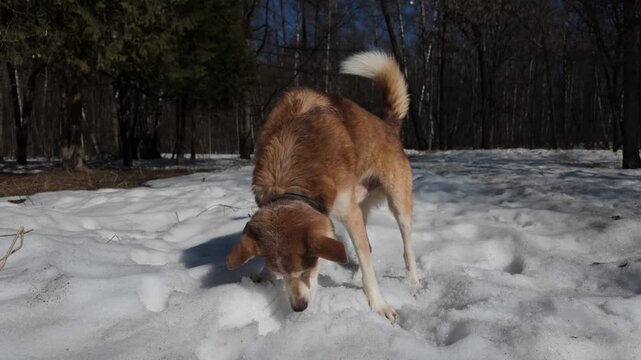 A static close-up shot of a large brown and white dog standing on snow facing the camera as it digs and searches for something beneath the surface