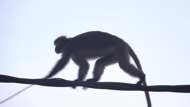 Electrical cables are analogous to woody liana for animals. Dusky Langur (Trachypithecus obscurus) habitually walks along sheathed cables. Hence need for protected cables for mammals, birds. Malaysia